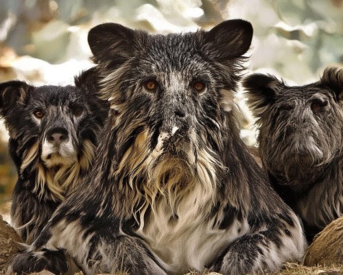 好，用户让我写一篇关于朝天鼻矫正的文章，先写标题，再写内容，内容不少于805个字。首先，我需要明确什么是朝天鼻矫正。朝天鼻是指鼻尖朝上，显得扁平的鼻型，矫正的话主要是为了让鼻尖上扬，改善面部线条