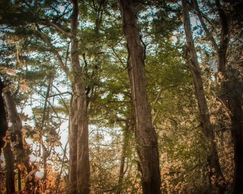 嗯，用户让我写一篇关于硅胶假体的文章，标题和内容都要写。首先，我得确定标题，得吸引人又专业。硅胶假体现在挺常见的，但可能很多人不了解它的优缺点，所以标题可以强调科学理性分析，这样既专业又容易引起兴趣