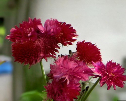 嗯，用户让我写一篇关于自体脂肪移植的文章，标题和内容都要写。首先，我得确定标题，得吸引人又专业。自体脂肪移植现在挺热门的，可能标题可以强调它的精准和个性化，比如自体脂肪移植，精准与个性化，塑造完美你