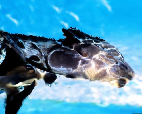 好，用户让我写一篇关于肋骨鼻的文章，标题和内容都要写。首先，我需要明确什么是肋骨鼻。肋骨鼻是指鼻部结构异常，通常由肋骨或软骨移位引起，可能会影响鼻腔的形状和功能